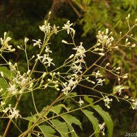Azadirachta indica A.Juss.